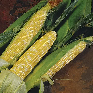 Delectable Sweet Corn Seeds