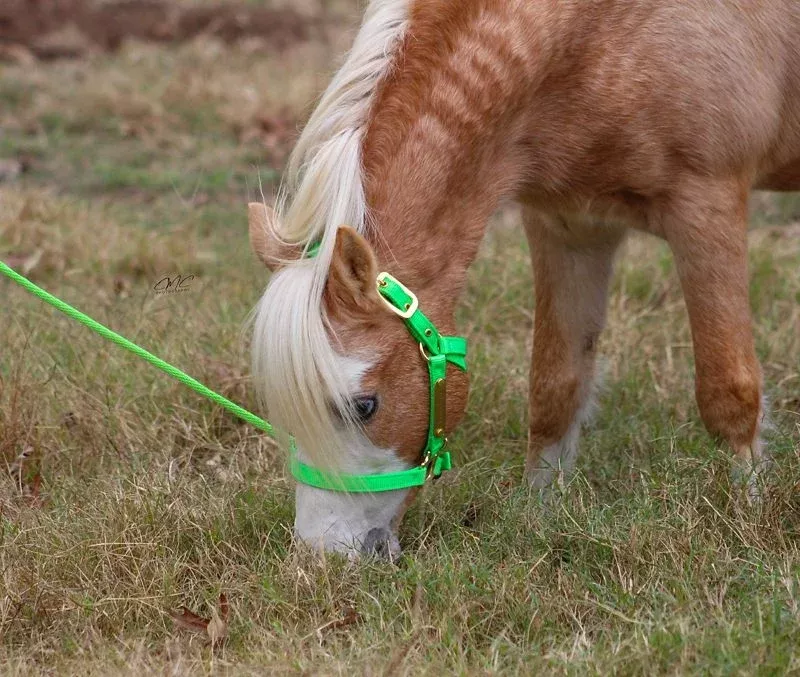 Ozark Mini Engraved Neon Halter with Lead