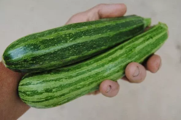 Zucchini Cocozelle